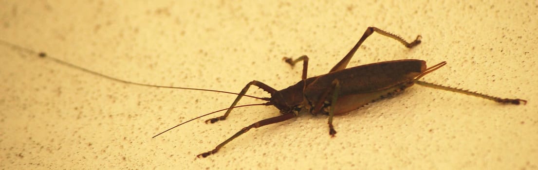 Cockroach