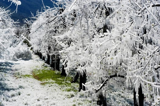 Frost irrigation 3