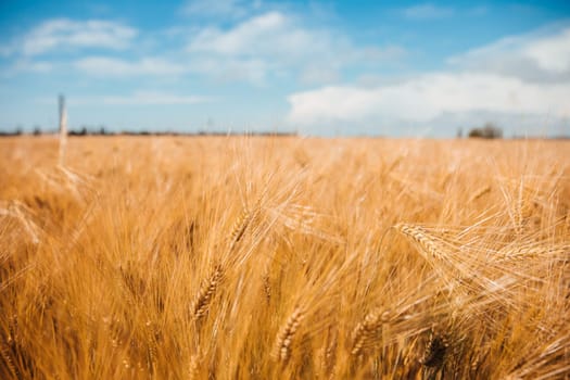 field with ripe wheat nature walk