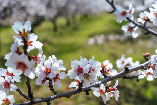 Beautiful almond blossoms on the almont tree branch