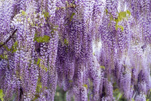 Blooming Wisteria Sinensis with classic purple flowers in full bloom in drooping racemes against the sky. Garden with wisteria in spring