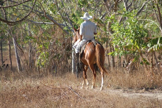 Horseman