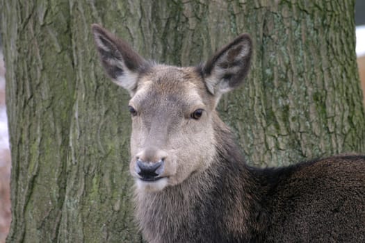 Portrait of a female deer