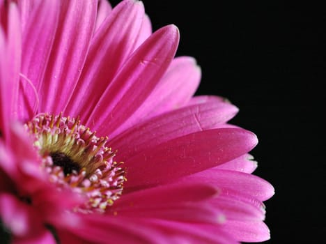 Gerbera in pink