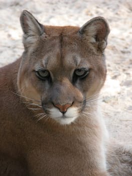 Noble cat