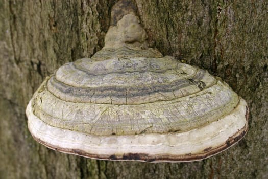 Tinder fungus (Fomes fomentarius) on a dead beech tree