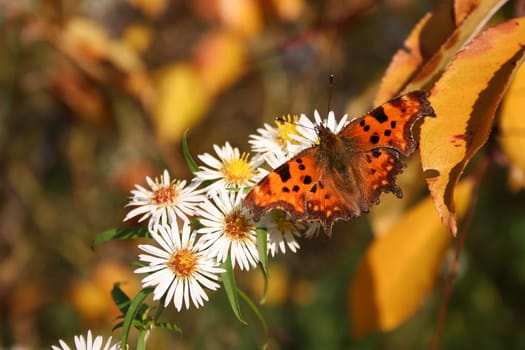 Butterfly in brown