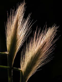 Ears of corn