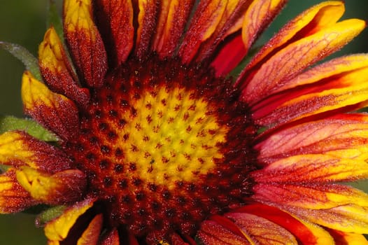Cheerful colors