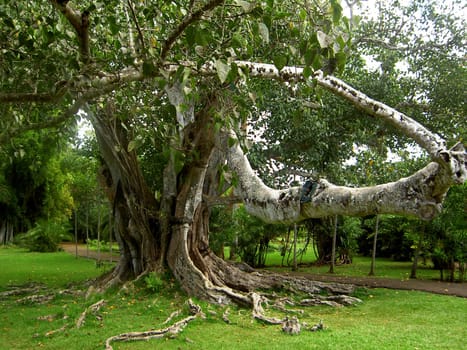 The poplar fig belongs to the mulberry family (Moraceae). It is a fast-growing tree with aerial roots that can grow up to 30 m in height. According to Buddhist tradition,Siddhattha Gotama obtained Erl sitting under a poplar fig