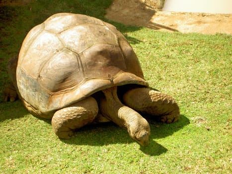 Turtle