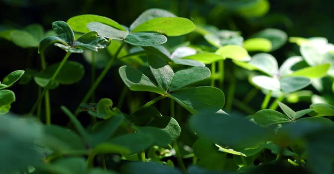 Just clover
