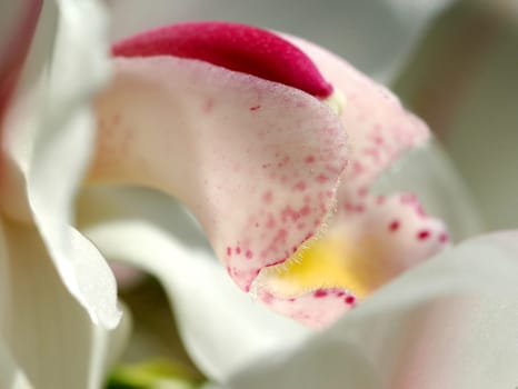 Partial view of an orchid