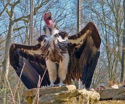 Wildlife Park Bad Mergentheim