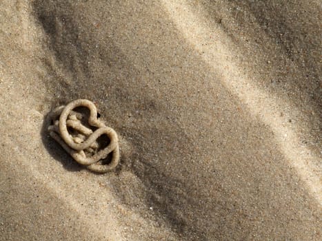 The sputum of a pier worm