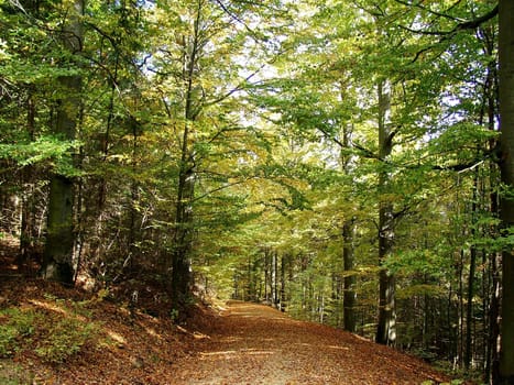 Autumn impressions in the Steinwald