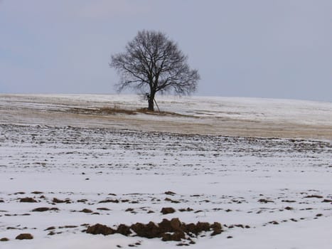 tree without christmas