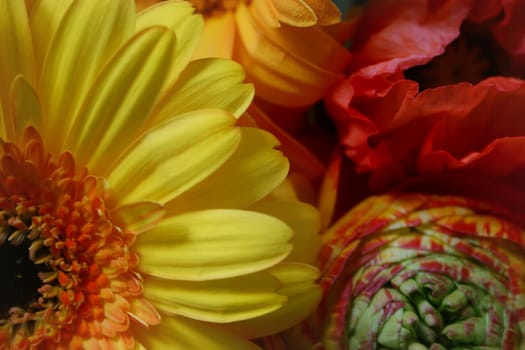 Colorfull Flowers