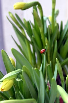 A little spring greeting to everyone!!!  Discovered today on my terrace. Finally the spring shows up... HAPPY!!!