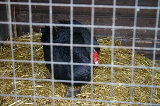 A mourning swan in bird flu stable detention