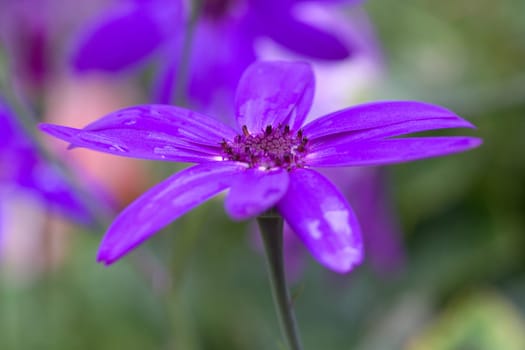 Purple bloom