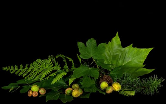 Autumn foliage arrangement on black background