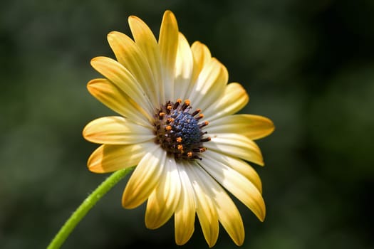 Yellow flower