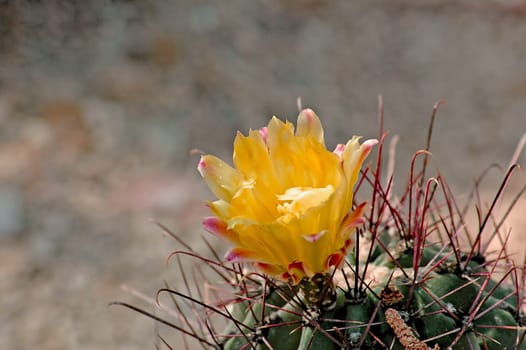 Prickly beauty