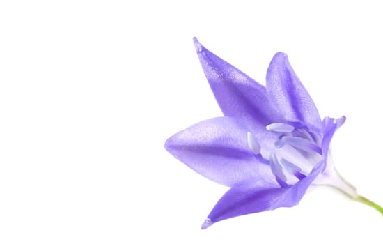 Blue-Flower