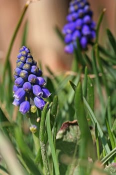 Spring flowers