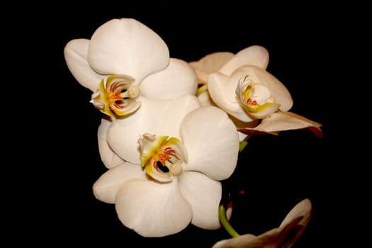 Orchid