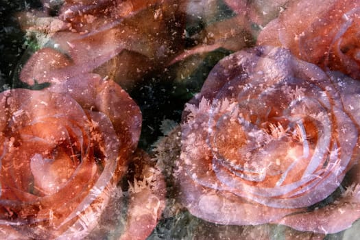 Salmon roses in ice