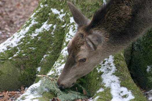 Grazing deer