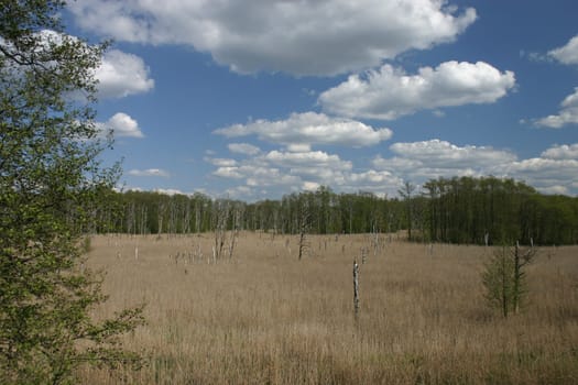 Moor in the Müritz National Park