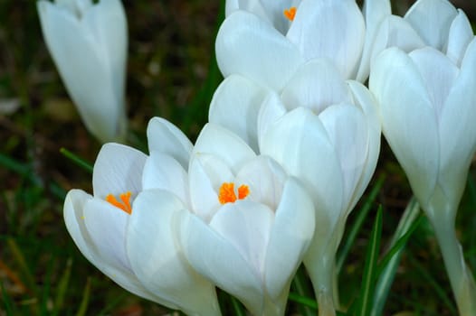 Flowering crocuses Crocus spec in spring