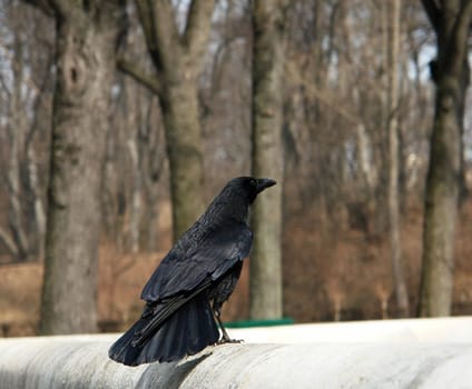 Raven II