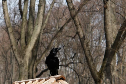Raven I