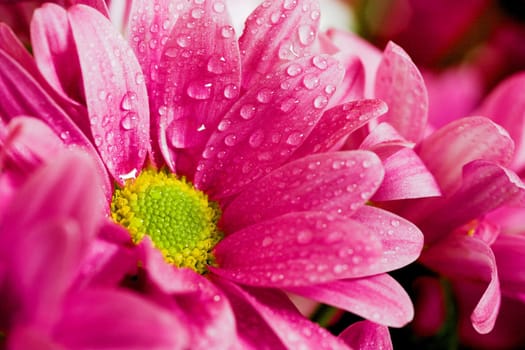 Wet Chrysanthemums I