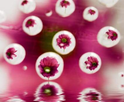 Chrysanthemum Waterdrops II