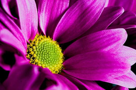Chrysanthemums