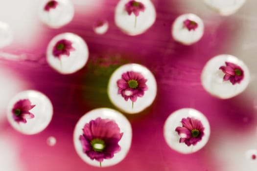 Chrysanthemum Waterdrops