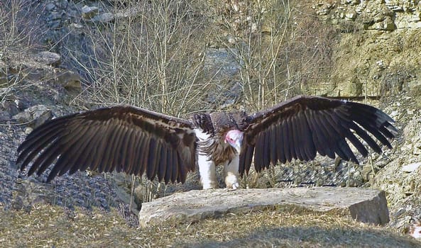 Vulture