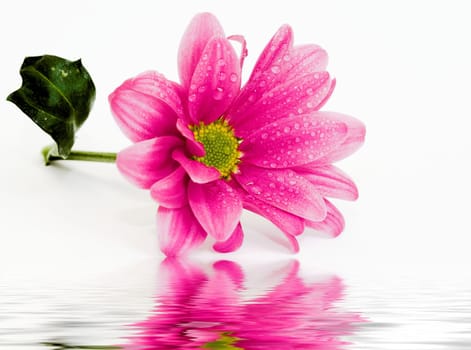Wet Chrysanthemums I Part III