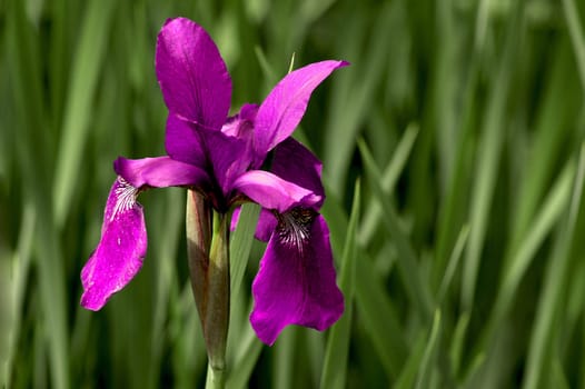 IRIS