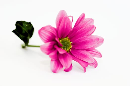 Chrysanthemums II
