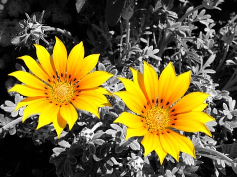 Black - White - Yellow