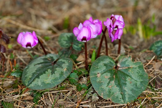 Alpenveilchen Cyclamen
