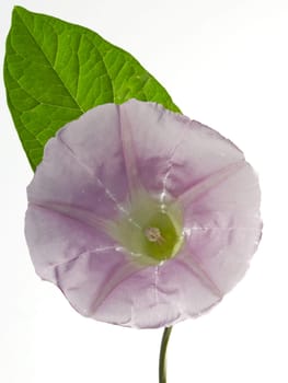 Pink blossom