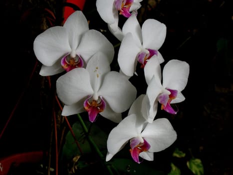 Orchid
