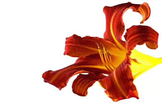 lily